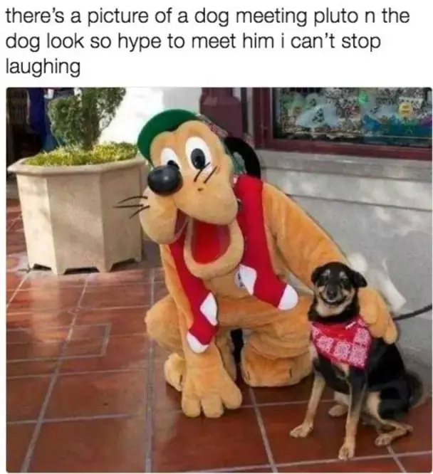 a smiling dog sitting next to a pluto photo with caption - there's a picture of a dog meeting pluto and the dog look to hype to meet him I can't stop laughing