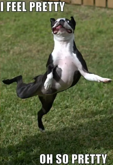 A boston terrier jumping in the yard photo with caption- I feel pretty oh so pretty