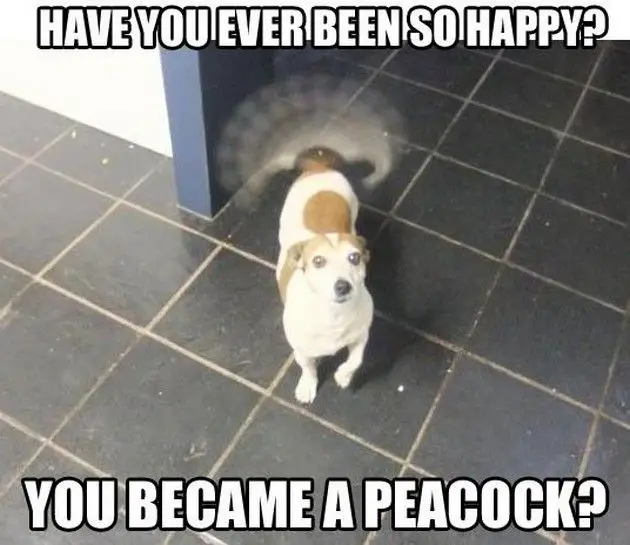 a dog wiggling its tail while standing on the floor photo with caption - Have you ever been so happy? you became a peacock?