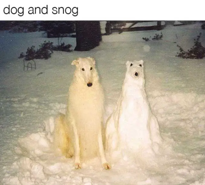 A dog sitting next to a dog that looks like him but made of snow outdoors with caption - dog and snog