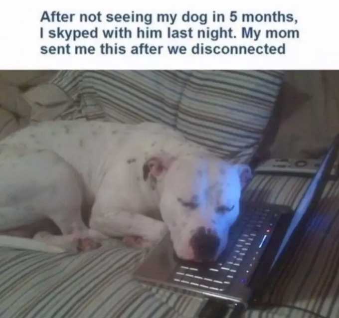 a dog sleeping on the bed with its face on top of the laptop photo with caption - After not seeing my dog in five minutes, I skyped with him last night. My mom sent me this after we disconnected