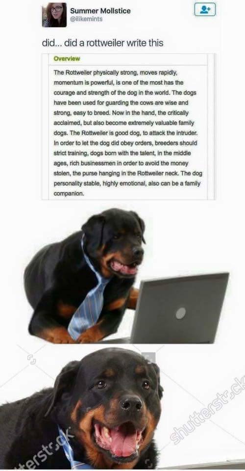 A rottweiler lying in front of a laptop with a description of him on top of the photo and with caption - did... did a rottweiler write this