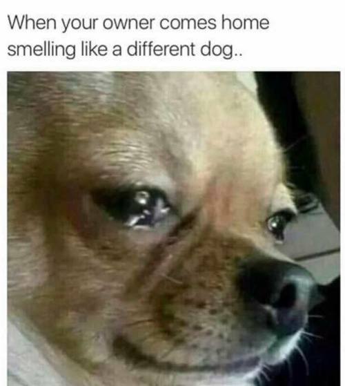 A chihuahua with teary eyes photo with caption - when you owner comes home smelling like a different dog....