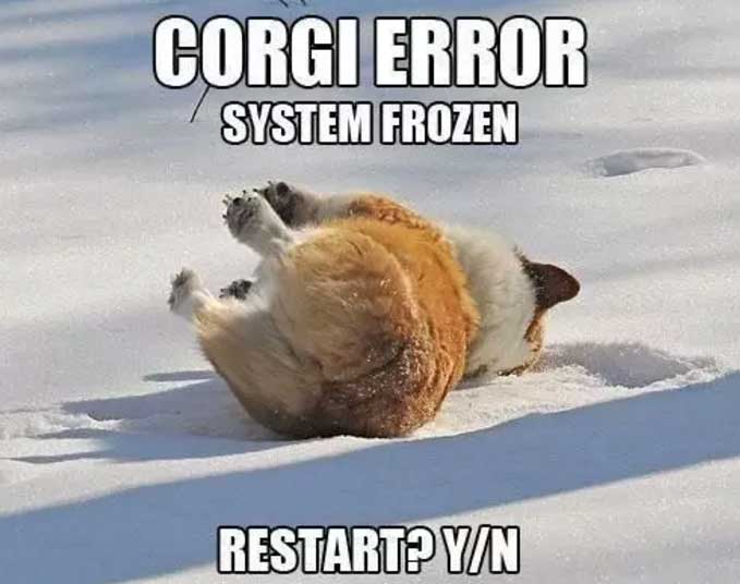 a corgi fell down on the snow photo with caption - corgi error system frozen, restart? y/n