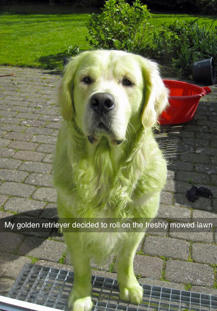 a green golden retriever standing on the pavement photo with caption - my golden retriever decided to roll on the freshly mowed lawn