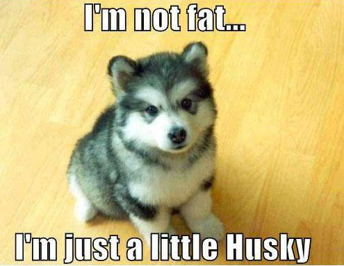 a husky puppy sitting on the floor photo with text - I'm not fat.. i'm just a little husky