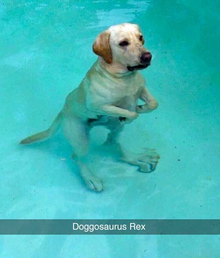 a white labrador standing inside the pool like a dinosaur because of its big feet photo with caption - doogosaurus rex