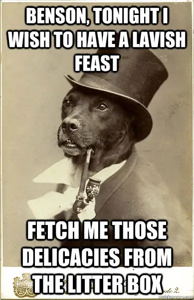 A dog in sherlock homes look photo with text - Benson, tonight I wish to have a lavish feast. Fetch me those delicacies from the litter box