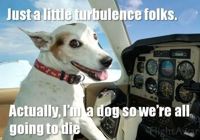 A dog as a pilot photo with caption - Just a little turbulence folks. Actually, I'm a dog so we are all going to die.