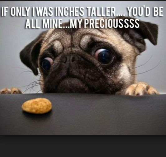 Pug staring at the treats with its big eyes photo with a text 