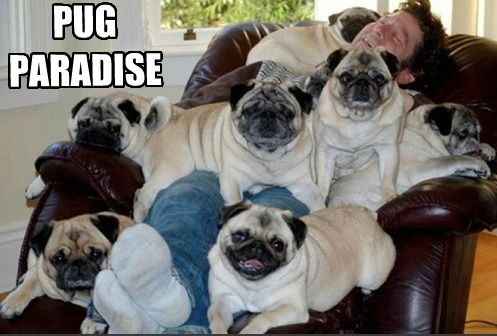 seven Pugs lying on top of a man sitting in the chair photo with a text 