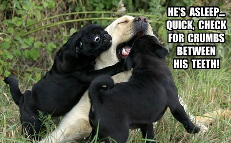 two black Pugs playing with a golden retriever photo with a text 