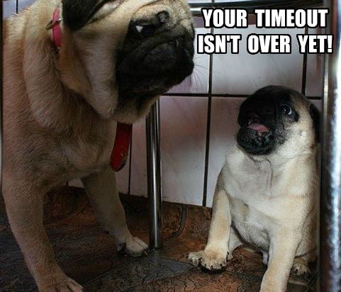 adult Pug staring at a Pug puppy sitting on the floor under the chair photo with a text 