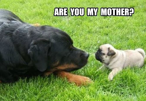 Pug puppy looking at a rottweiler lying down on the grass photo with a text 