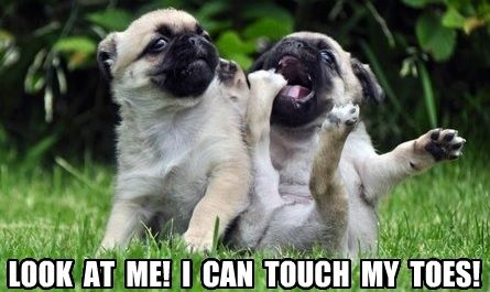 two Pugs in the garden with the other one trying to eat its toes photo with a text 