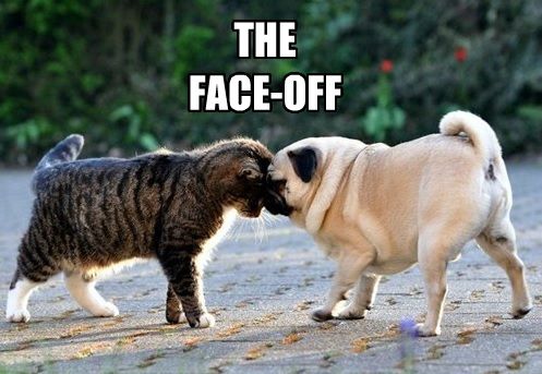 Pug pressing its head against the cat in the garden photo with a text 
