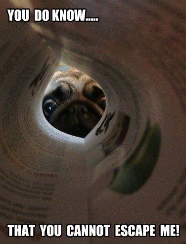 Pug looking from the other side of the rolled magazine paper photo with a text 