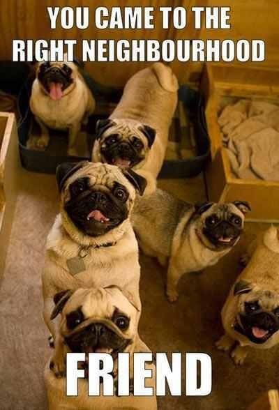 group of Pugs smiling photo with a text 