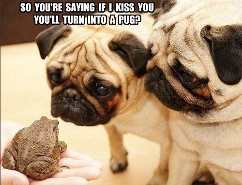 two Pugs looking at a frog with their sad pitiful eyes photo with a text 