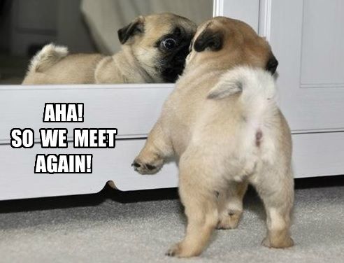 Pug puppy staring at its face in the mirror photo with a text 