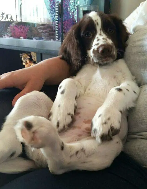 cocker spaniel sitting on its owner's lap