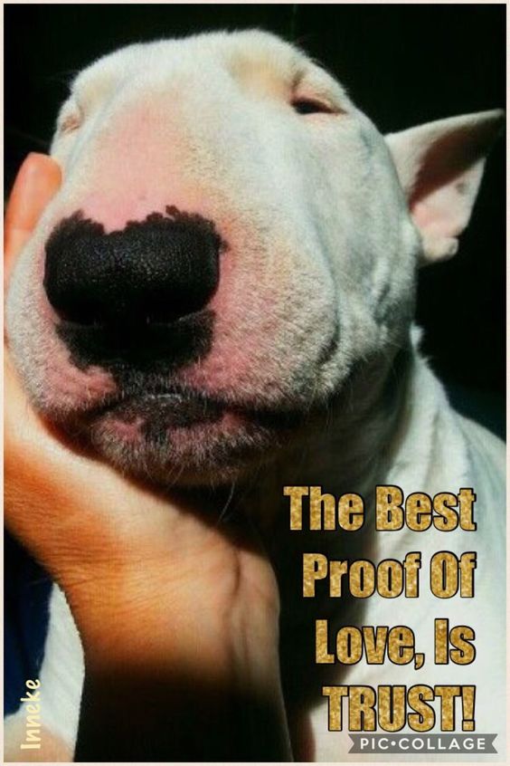 hand coping the face of a Bull Terrier photo with a saying 