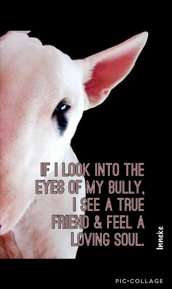 half face of a Bull Terrier photo with a quote 
