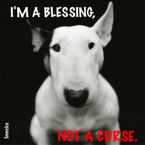 black and white photo of a Bull Terrier photo with a text 