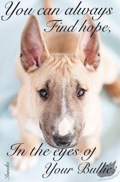 close up face of a Bull Terrier photo with a text 
