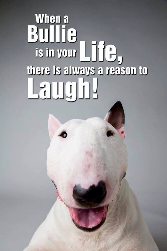 smiling Bull Terrier photo with a quote 