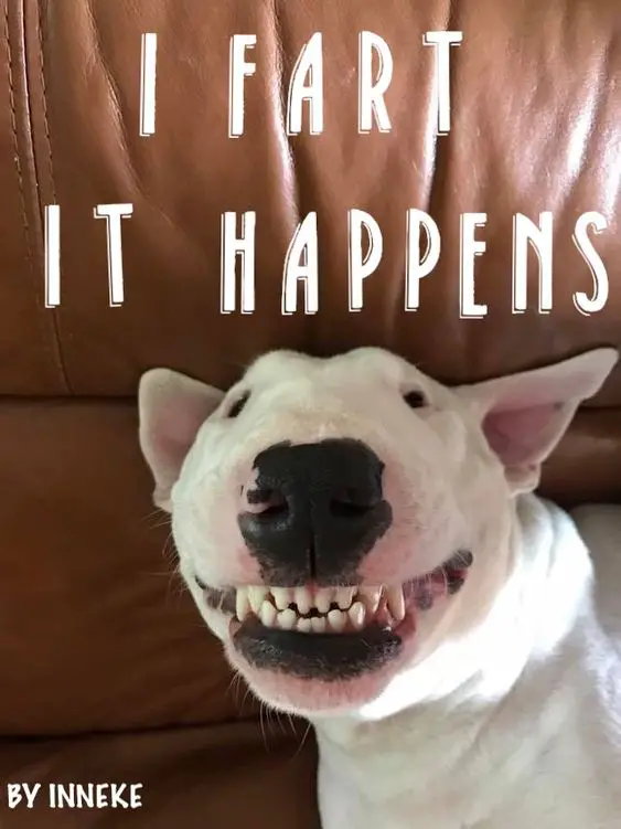 Bull Terrier smiling with its full teeth photo wit ha text 