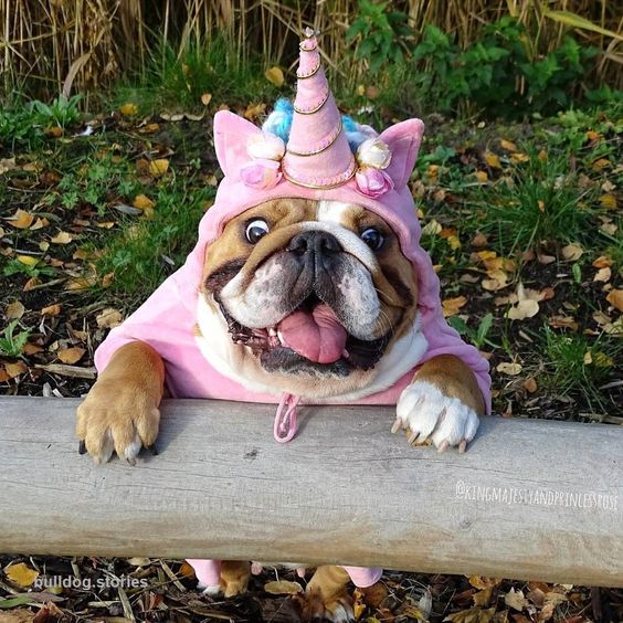 English Bulldog in unicorn costume