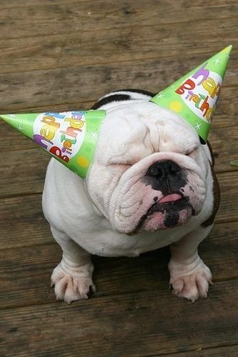 English Bulldog sitting on the floor with birthday cone on both its ears