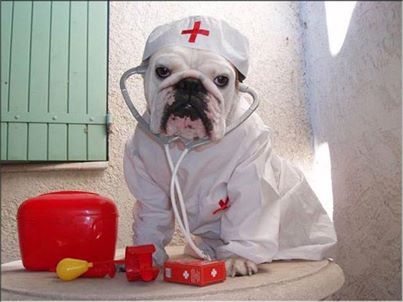 English Bulldog in nurse uniform