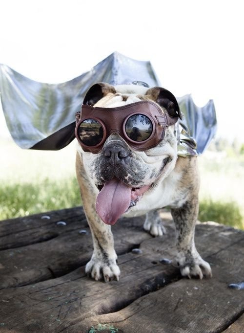 English Bulldog in aviation costume