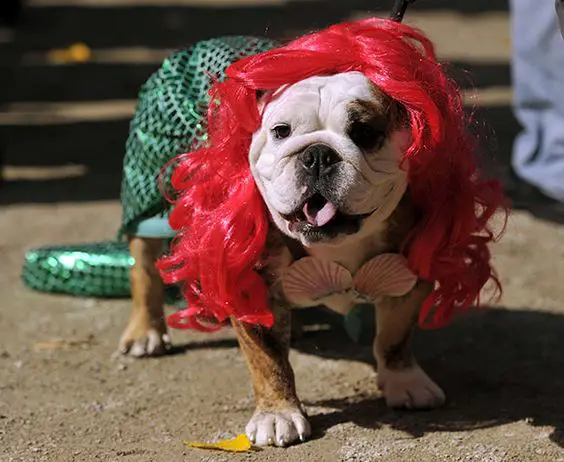 English Bulldog in mermaid costume