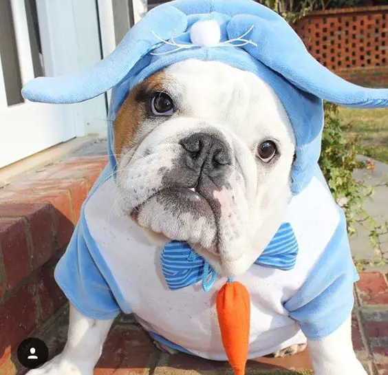English Bulldog in cute blue costume