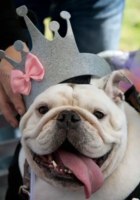 English Bulldog in princess outfit
