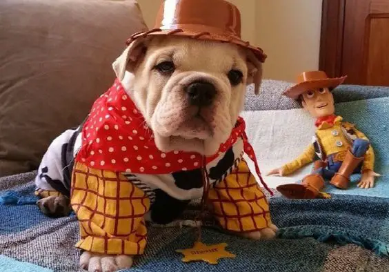 English Bulldog in woody from toy story costume