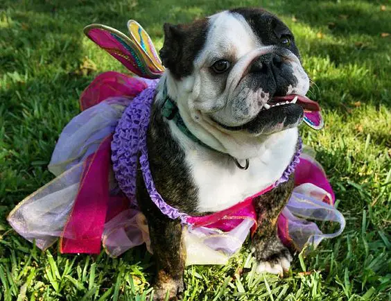 English Bulldog in fairy costume while taking a walk in the green grass