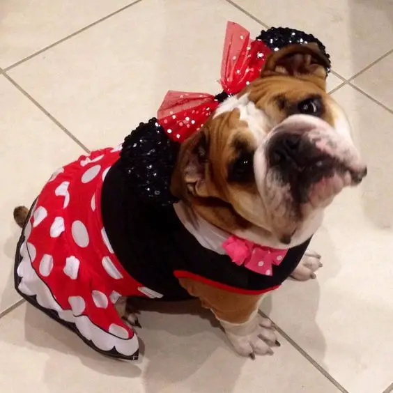 English Bulldog sitting on the floor in her mickey mouse costume