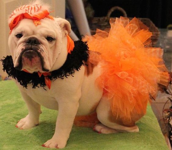 English Bulldog in orange tutu