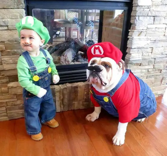 English Bulldog in Mario and Luigi outfit