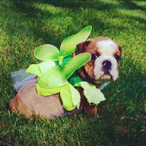English Bulldog in green fairy costume while sitting on the green grass