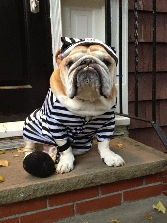 English Bulldog prisoner costume