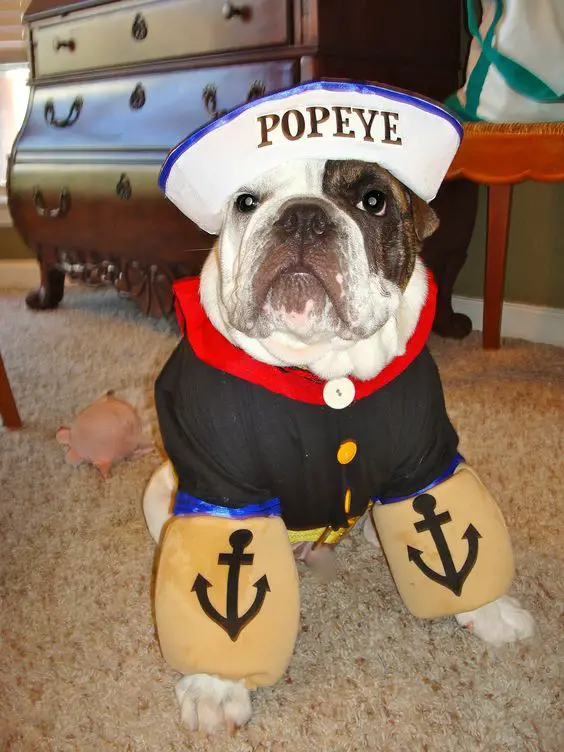 English Bulldog in popeye costume while sitting on the floor