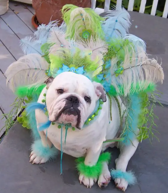 English Bulldog in blue, green, blue, and cream colored feather while sitting on the ground