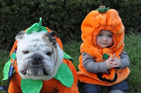 English Bulldog in carrots costume and a kid in pumpkin costume