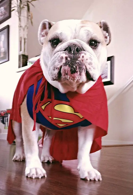 English Bulldog in superman costume