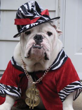 English Bulldog in rapper outfit
